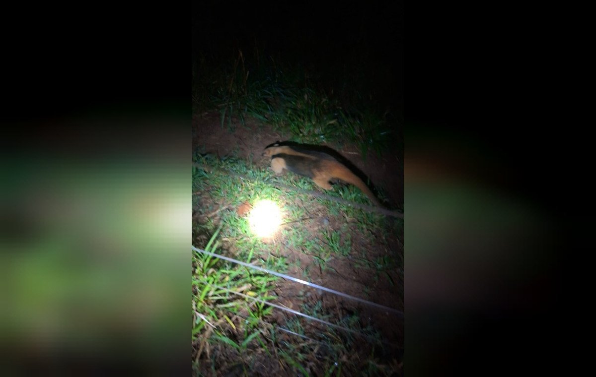 Tamanduá-mirim é capturado no Centro de Loanda